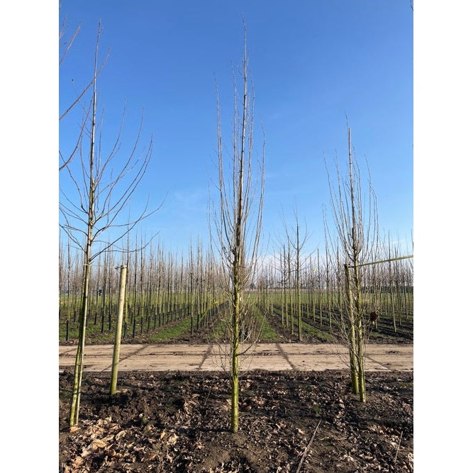 Svartpoppel - Populus nigra 'Italica' - Stammens omkrets 14-16 cm, höjd 3,5-4 meter, GEV COCO